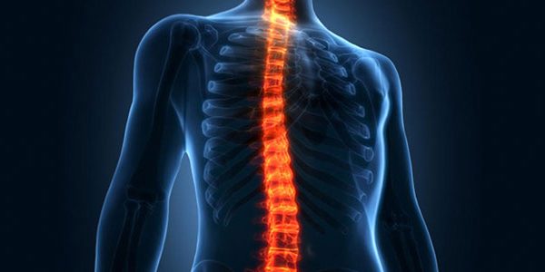 Anatomia da coluna vertebral