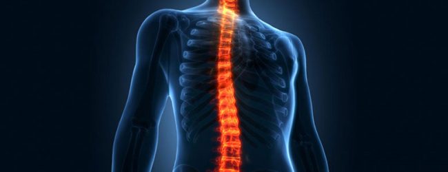 Anatomia da coluna vertebral Anatomia da coluna vertebral